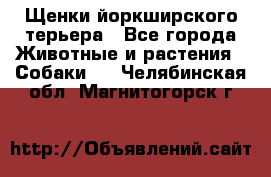 Щенки йоркширского терьера - Все города Животные и растения » Собаки   . Челябинская обл.,Магнитогорск г.